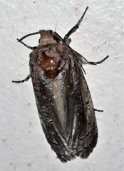 Macrocyttara expressa