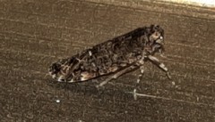 Plectoderini