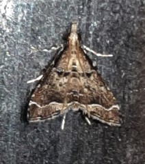 Sufetula hemiophthalma