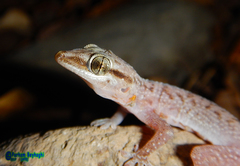 Hemidactylus persicus