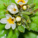 Buglossoides czernjajevii - Photo 由 Denis K. 所上傳的 (c) Denis K.，保留部份權利CC BY-NC
