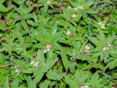 Buglossoides czernjajevii