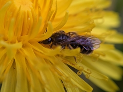 Lasioglossum