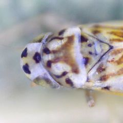 Eupteryx thoulessi