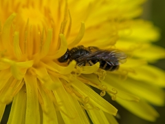 Lasioglossum