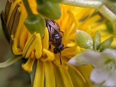 Lasioglossum
