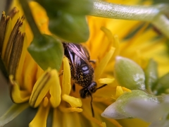 Lasioglossum