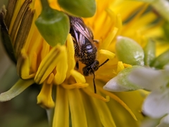 Lasioglossum