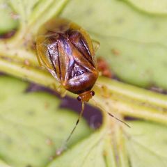 Monalocoris filicis