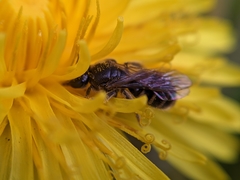 Lasioglossum