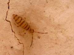 Entomobrya nigrocincta