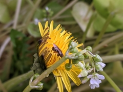 Lasioglossum