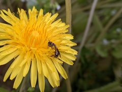 Lasioglossum