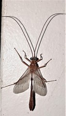 Enicospilus coarctatus
