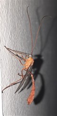 Enicospilus coarctatus