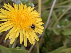 Lasioglossum