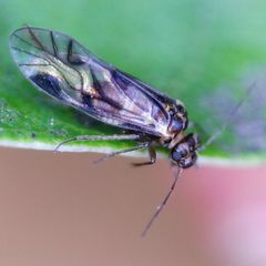 Elipsocus pumilis