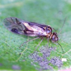 Elipsocus pumilis