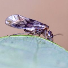 Elipsocus pumilis