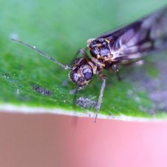 Elipsocus pumilis