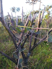 Odontadenia lutea