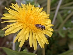 Lasioglossum