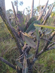 Odontadenia lutea