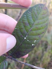 Odontadenia lutea