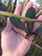 Odontadenia lutea