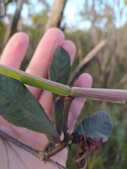 Odontadenia lutea