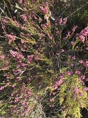 Erica multumbellifera