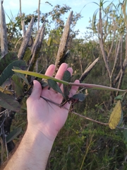 Odontadenia lutea