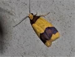 Heterallactis microchrysa