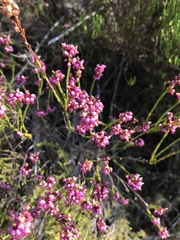 Erica multumbellifera