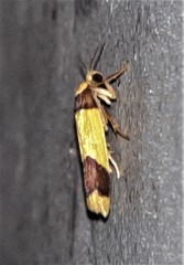 Heterallactis microchrysa