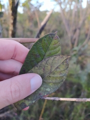 Odontadenia lutea