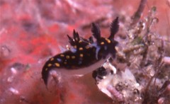 Polycera alabe