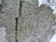 Lecanora caesiorubella