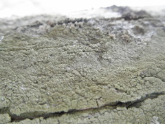 Lecanora caesiorubella