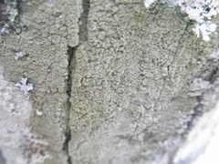 Lecanora caesiorubella