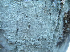 Lecanora caesiorubella