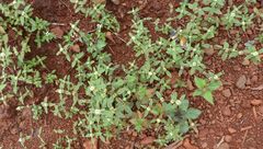 Spermacoce ocymoides