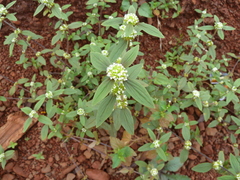 Spermacoce ocymoides