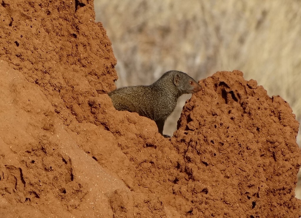Common Dwarf Mongoose from Kenya on August 19, 2013 at 09:39 AM by ...