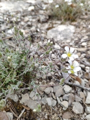 Arenaria grandiflora