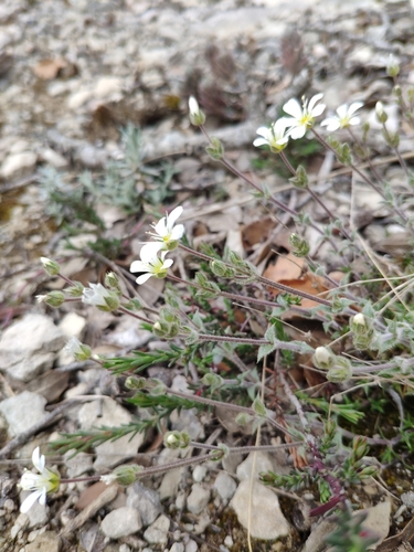 Image of Arenaria grandiflora by (c) Denys Vynokurov, some rights reserved (CC BY)