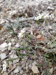 Arenaria grandiflora