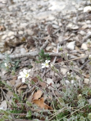 Arenaria grandiflora