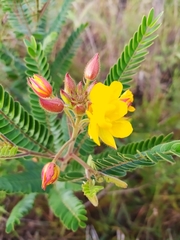 Chamaecrista imbricans