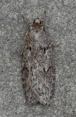 Semioscopis megamicrella